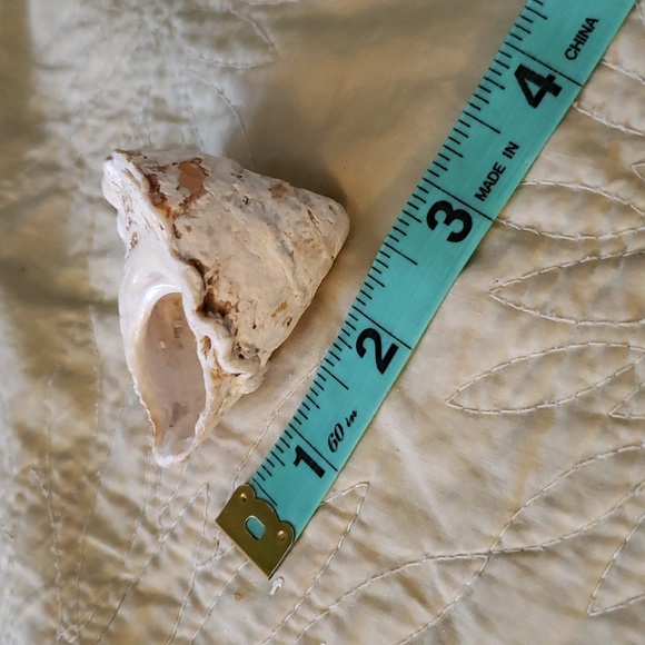Sea shell - Picture 3 of 4